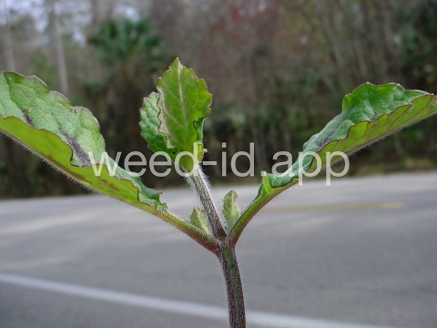 sage, lyreleaf